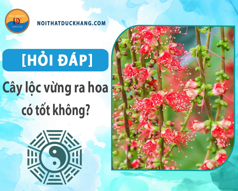[Hỏi đáp] Cây lộc vừng ra hoa có tốt không?