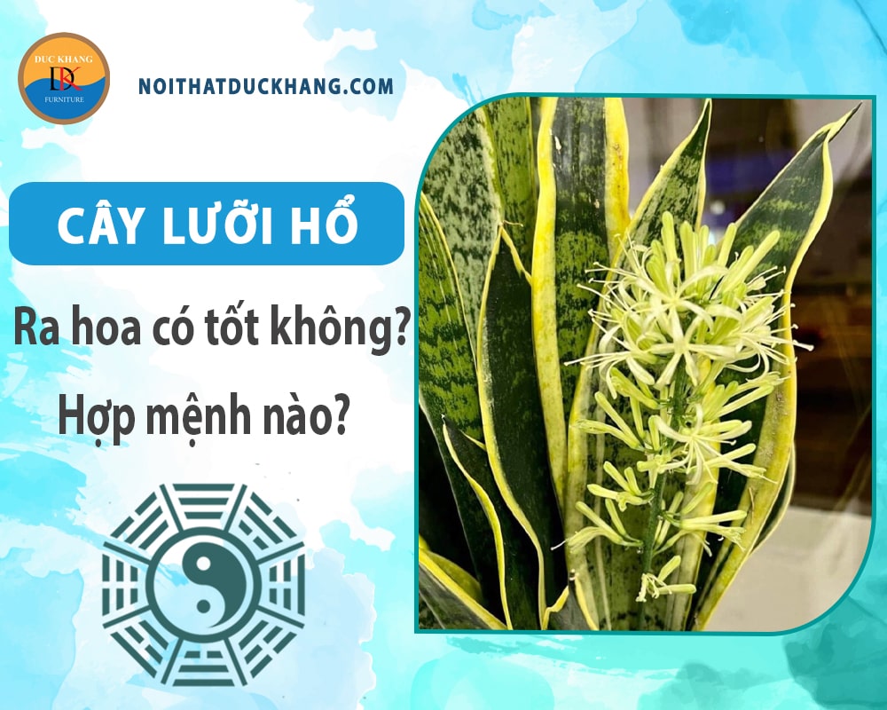 Cây lưỡi hổ ra hoa có tốt không? Hợp mệnh nào?