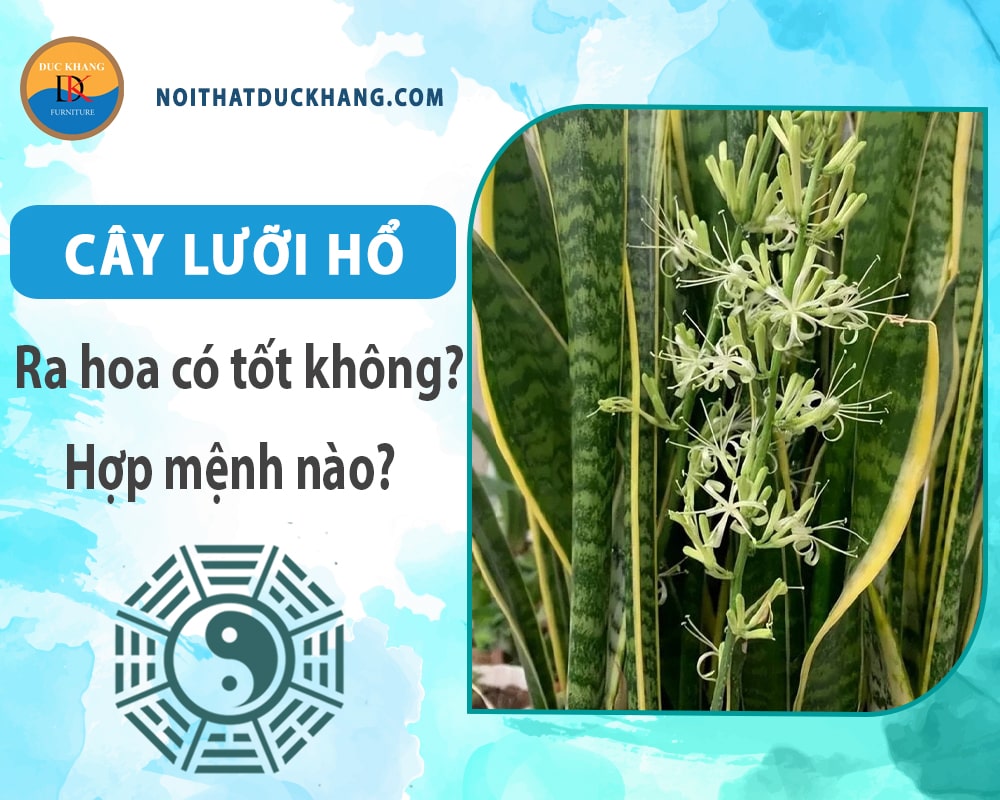 Cây lưỡi hổ ra hoa có tốt không? Hợp mệnh nào?