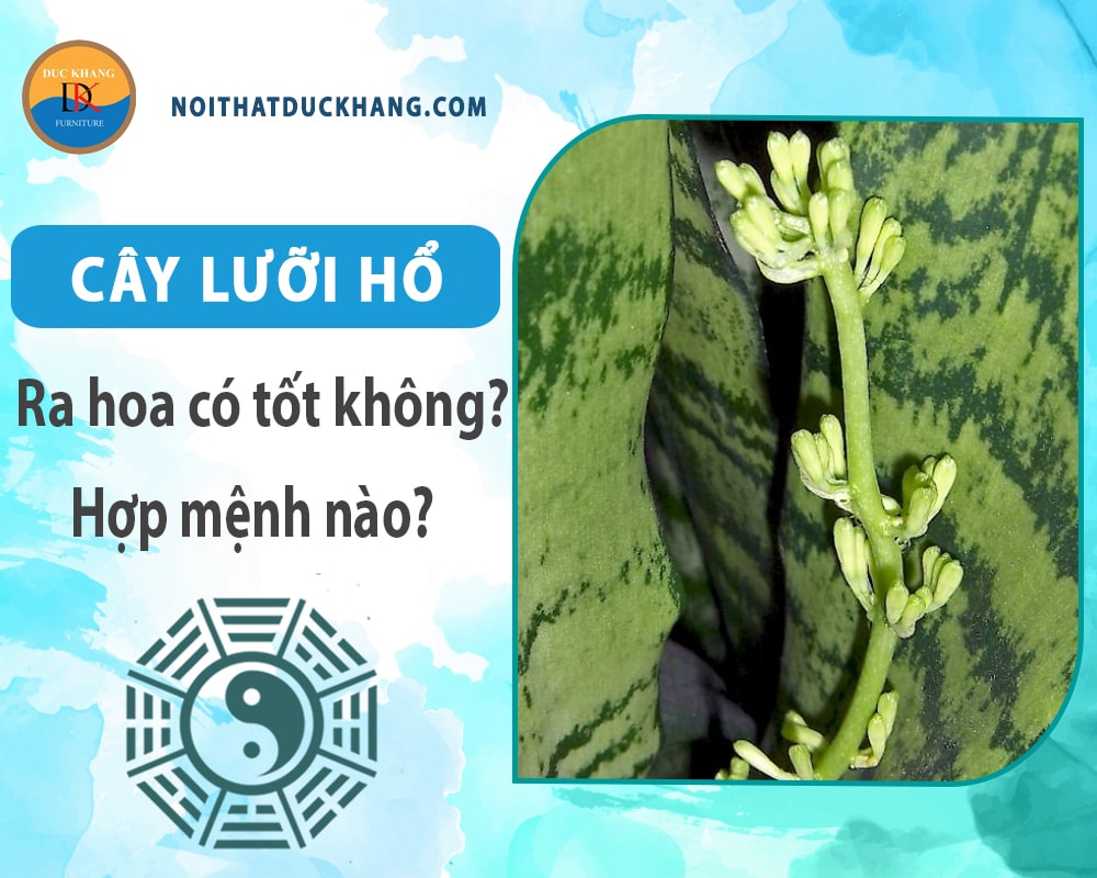 Cây lưỡi hổ ra hoa có tốt không? Hợp mệnh nào?