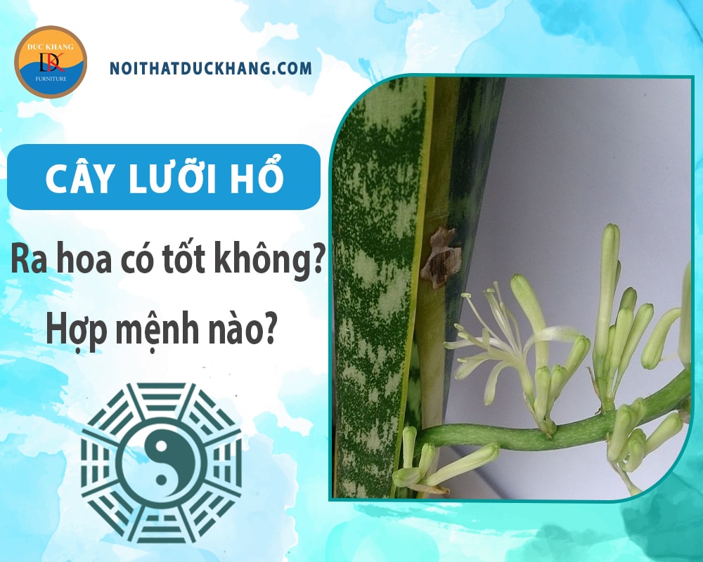 Cây lưỡi hổ ra hoa có tốt không? Hợp mệnh nào?