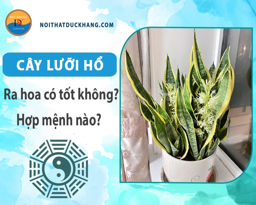 Cây lưỡi hổ ra hoa có tốt không? Hợp mệnh nào?