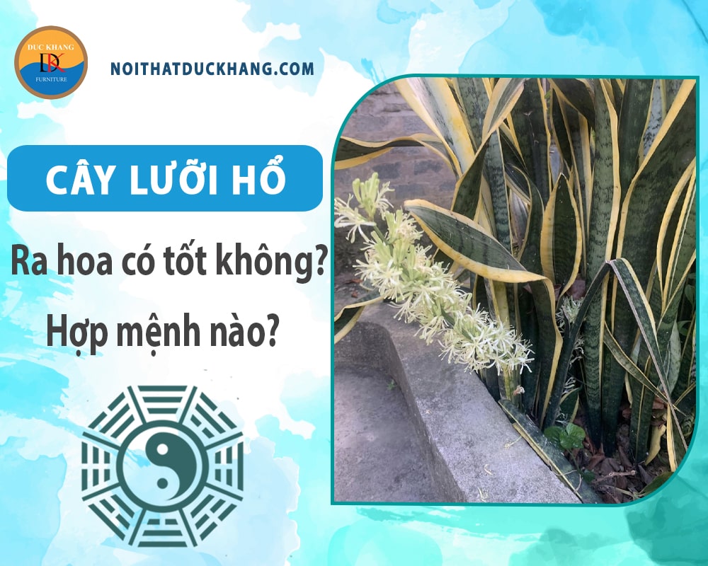 Cây lưỡi hổ ra hoa có tốt không? Hợp mệnh nào?