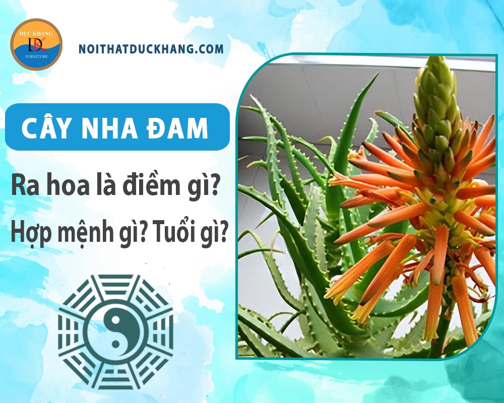 Cây Nha Đam hợp mệnh gì, tuổi gì? Ý nghĩa phong thủy Cây Nha Đam hợp mệnh gì, tuổi gì? Ý nghĩa phong thủy