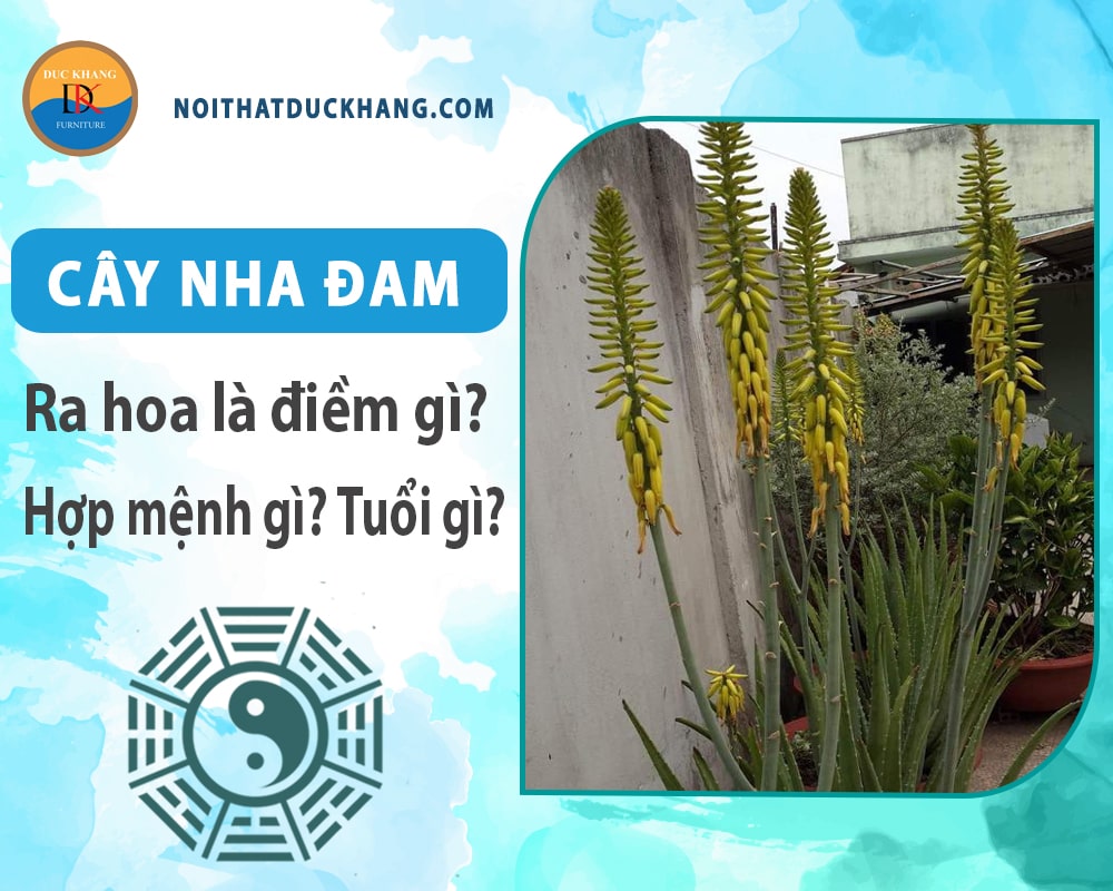 Cây Nha Đam hợp mệnh gì, tuổi gì? Ý nghĩa phong thủy Cây Nha Đam hợp mệnh gì, tuổi gì? Ý nghĩa phong thủy