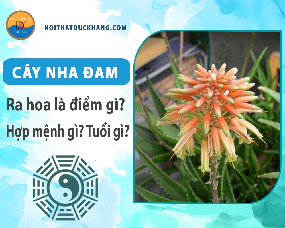 Cây Nha Đam hợp mệnh gì, tuổi gì? Ý nghĩa phong thủy Cây Nha Đam hợp mệnh gì, tuổi gì? Ý nghĩa phong thủy