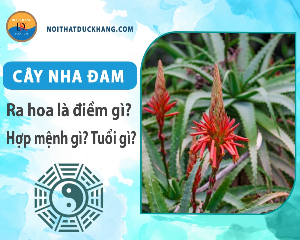Cây Nha Đam hợp mệnh gì, tuổi gì? Ý nghĩa phong thủy Cây Nha Đam hợp mệnh gì, tuổi gì? Ý nghĩa phong thủy