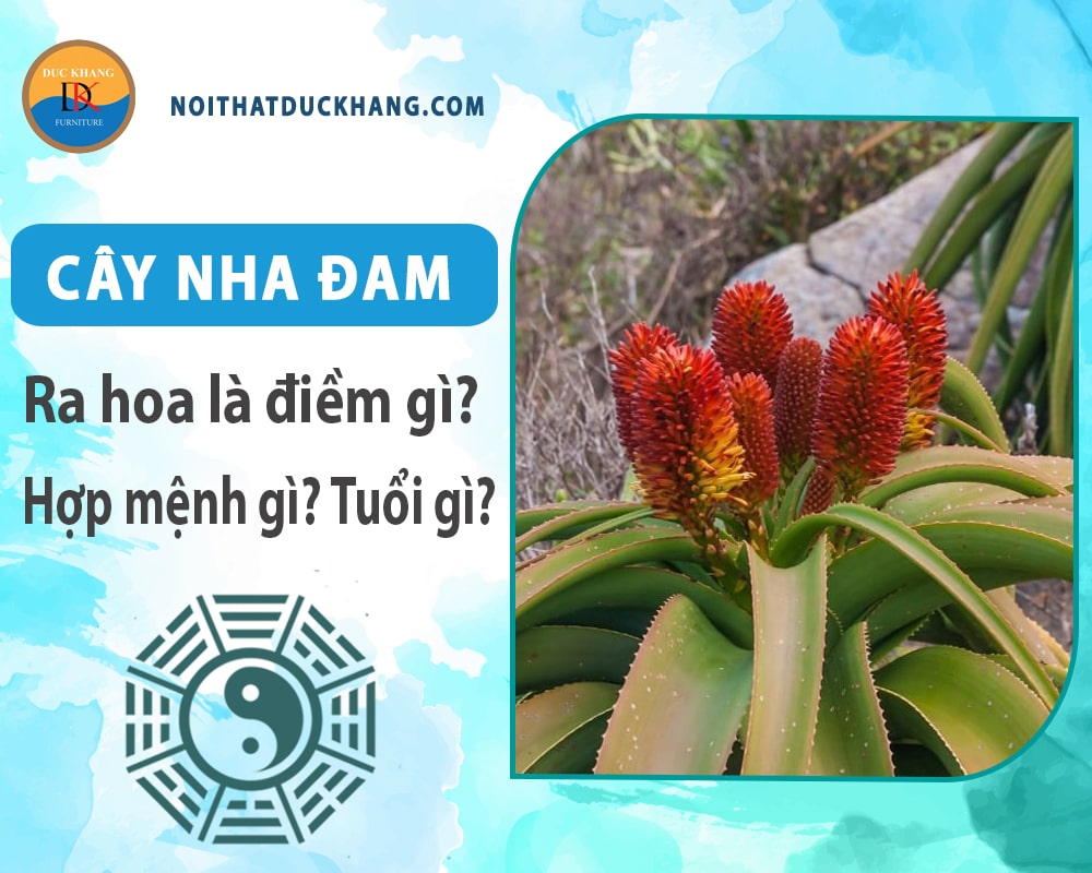 Cây Nha Đam hợp mệnh gì, tuổi gì? Ý nghĩa phong thủy Cây Nha Đam hợp mệnh gì, tuổi gì? Ý nghĩa phong thủy