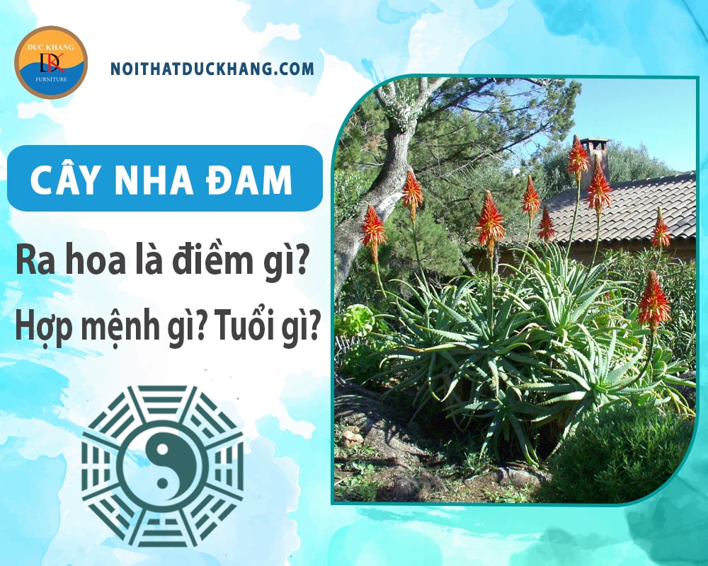 Cây Nha Đam hợp mệnh gì, tuổi gì? Ý nghĩa phong thủy Cây Nha Đam hợp mệnh gì, tuổi gì? Ý nghĩa phong thủy