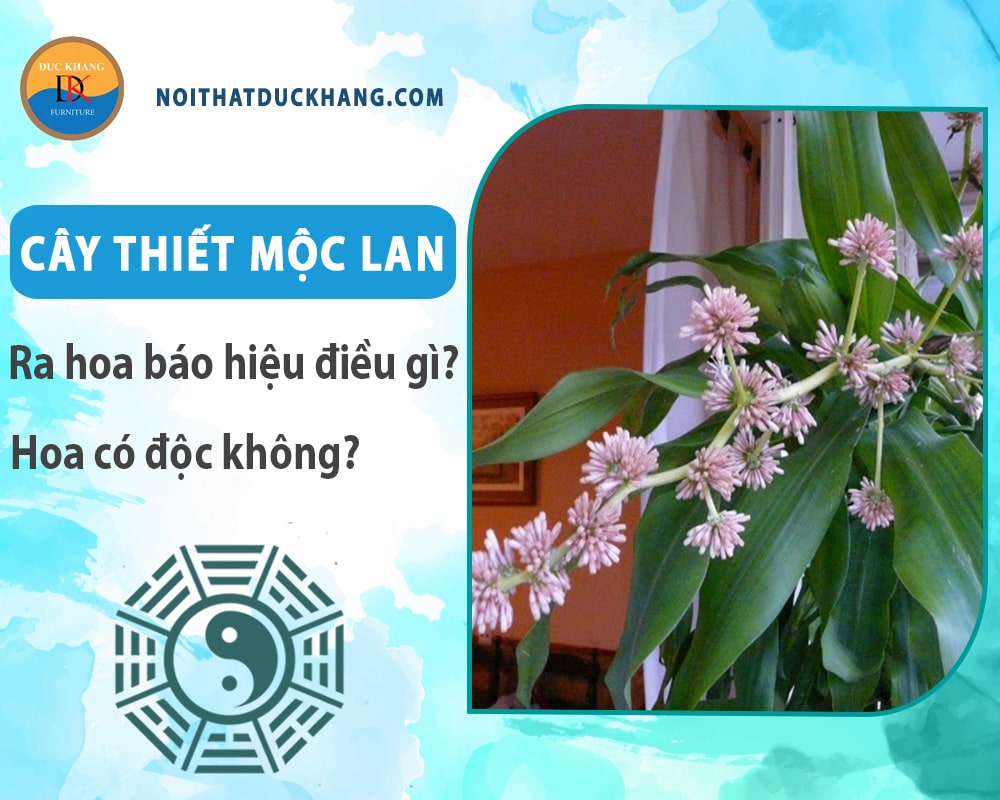 Cây thiết mộc lan ra hoa báo hiệu điều gì? Hoa có độc không? Cây thiết mộc lan ra hoa báo hiệu điều gì? Hoa có độc không?