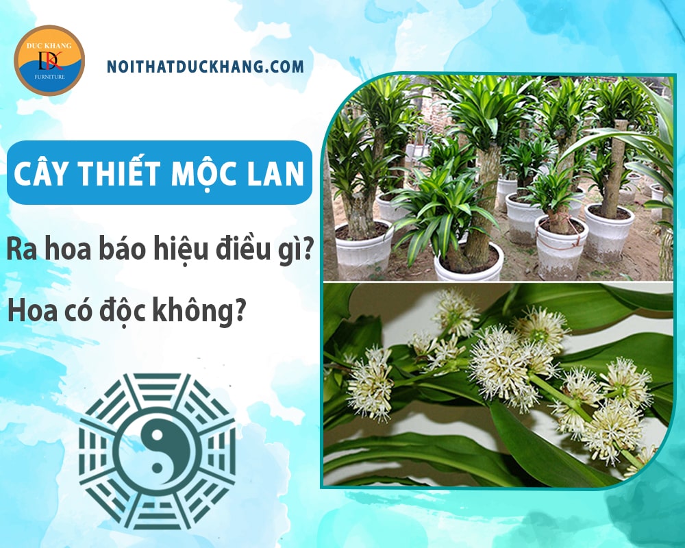 Cây thiết mộc lan ra hoa báo hiệu điều gì? Hoa có độc không?