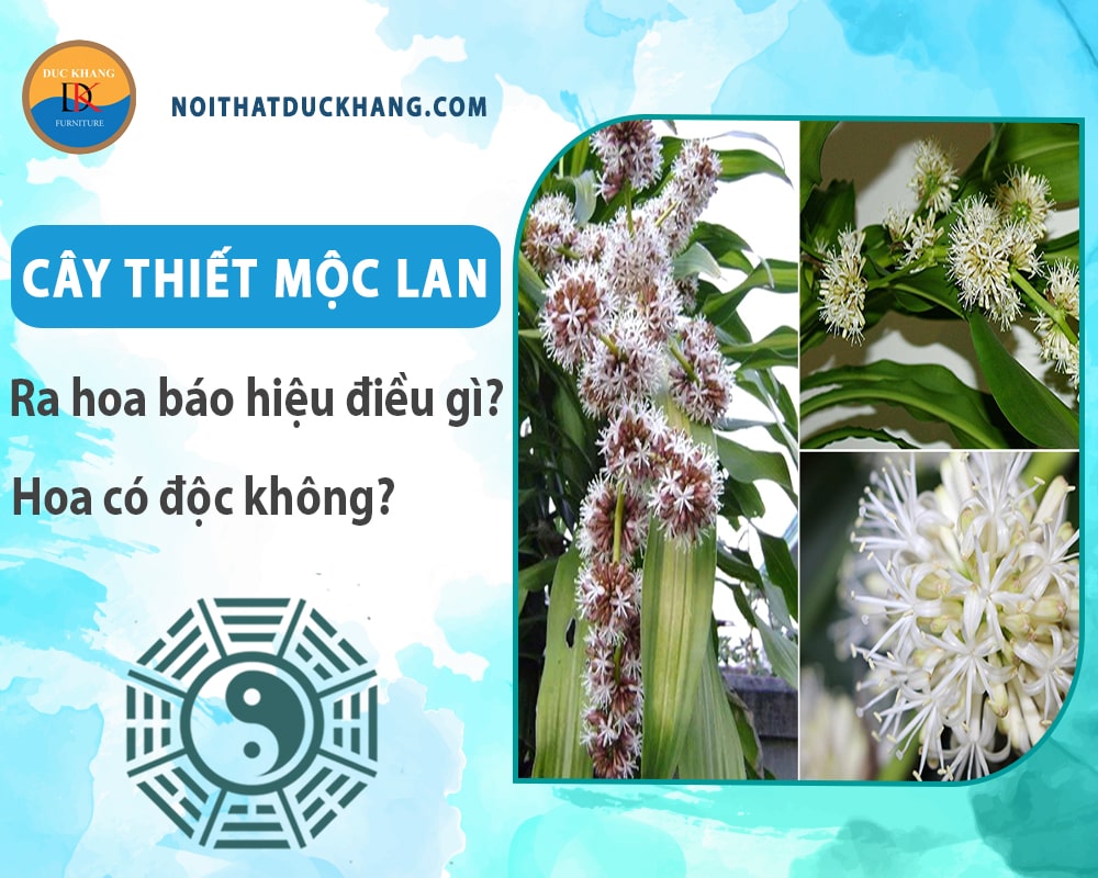 Cây thiết mộc lan ra hoa báo hiệu điều gì? Hoa có độc không? Cây thiết mộc lan ra hoa báo hiệu điều gì? Hoa có độc không?