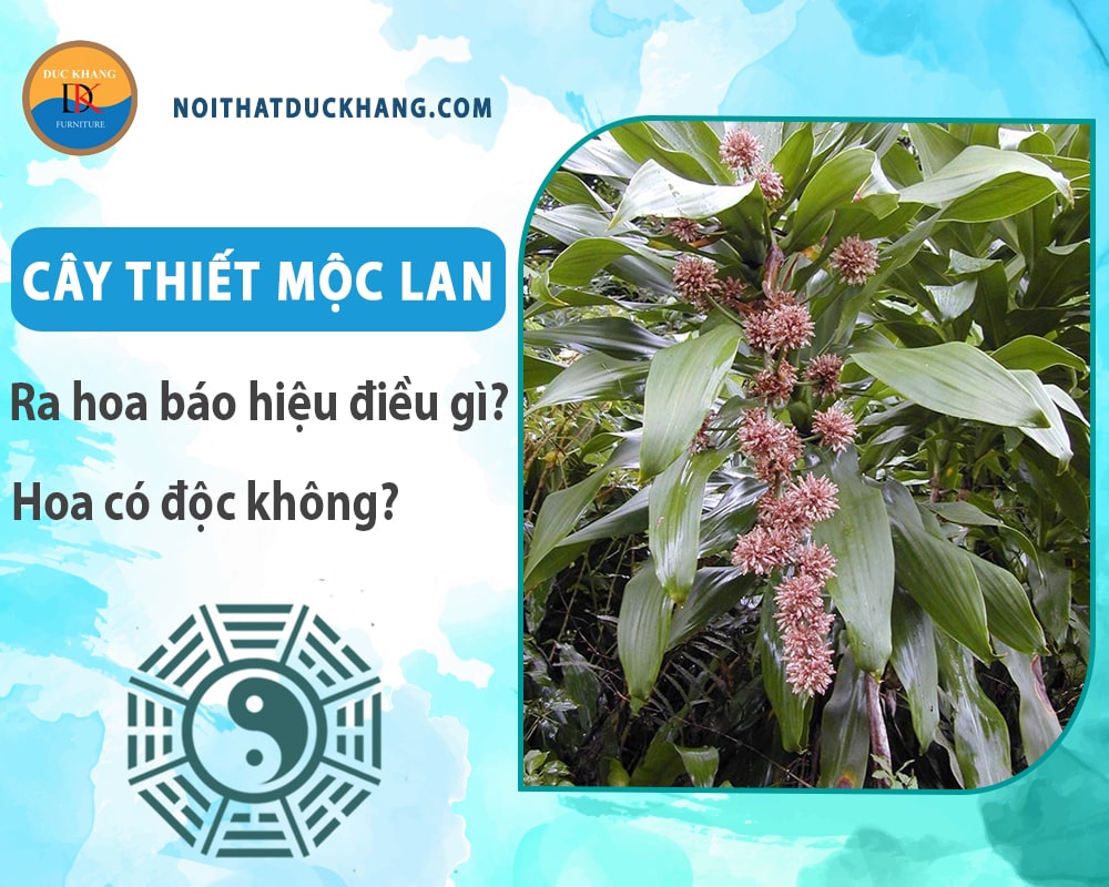 Cây thiết mộc lan ra hoa báo hiệu điều gì? Hoa có độc không? Cây thiết mộc lan ra hoa báo hiệu điều gì? Hoa có độc không?
