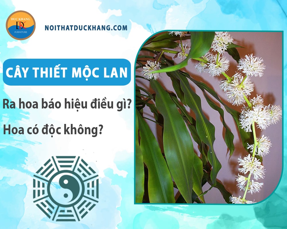 Cây thiết mộc lan ra hoa báo hiệu điều gì? Hoa có độc không? Cây thiết mộc lan ra hoa báo hiệu điều gì? Hoa có độc không?