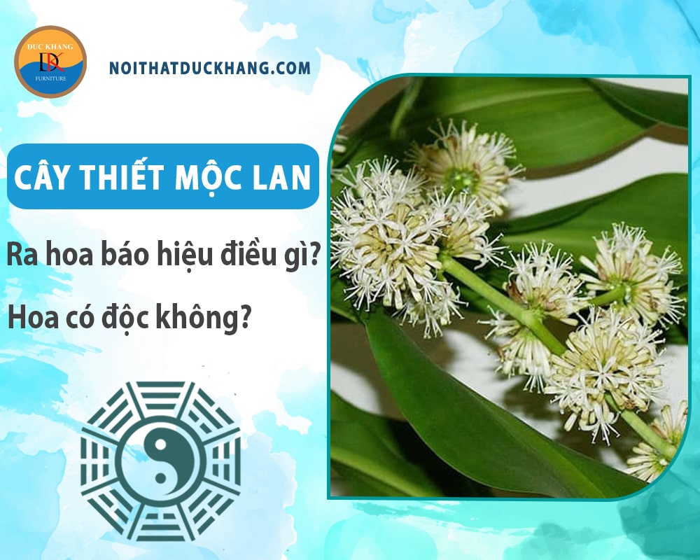 Cây thiết mộc lan ra hoa báo hiệu điều gì? Hoa có độc không? Cây thiết mộc lan ra hoa báo hiệu điều gì? Hoa có độc không?