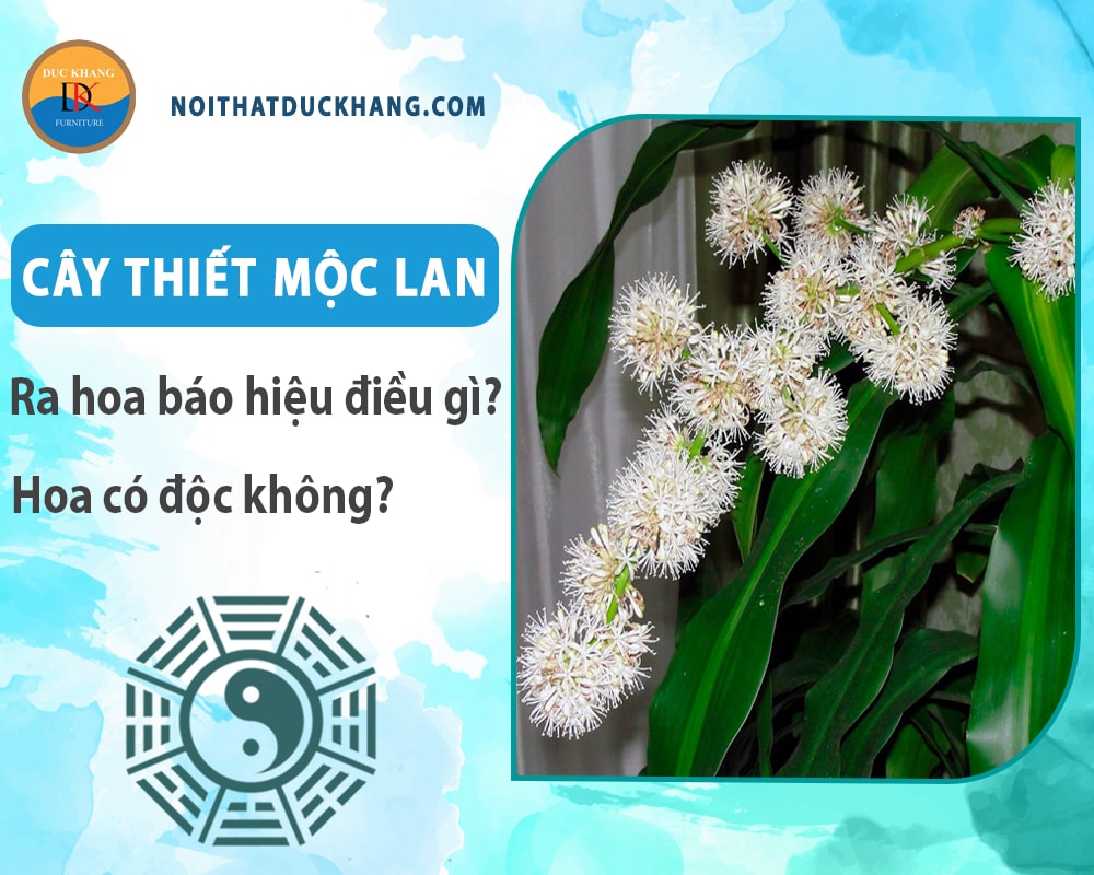 Cây thiết mộc lan ra hoa báo hiệu điều gì? Hoa có độc không? Cây thiết mộc lan ra hoa báo hiệu điều gì? Hoa có độc không?