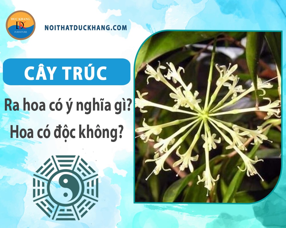 Cây trúc ra hoa có ý nghĩa gì? Hoa có độc không? Cây trúc ra hoa có ý nghĩa gì? Hoa có độc không?