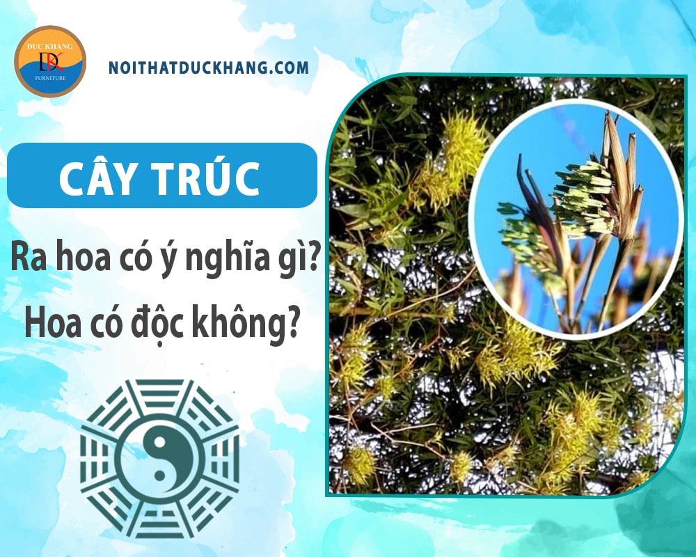 Cây trúc ra hoa có ý nghĩa gì? Hoa có độc không? Cây trúc ra hoa có ý nghĩa gì? Hoa có độc không?
