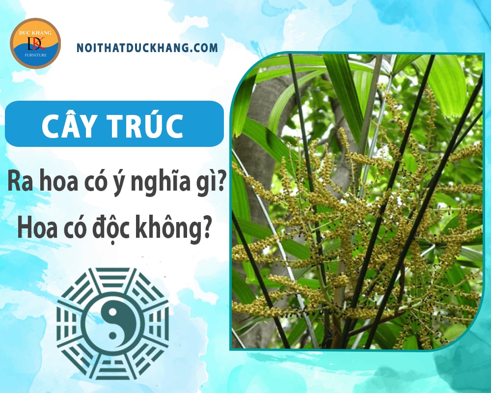 Cây trúc ra hoa có ý nghĩa gì? Hoa có độc không? Cây trúc ra hoa có ý nghĩa gì? Hoa có độc không?