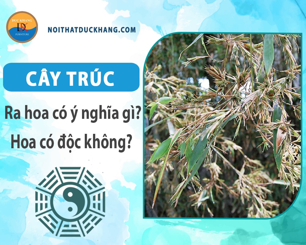 Cây trúc ra hoa có ý nghĩa gì? Hoa có độc không? Cây trúc ra hoa có ý nghĩa gì? Hoa có độc không?