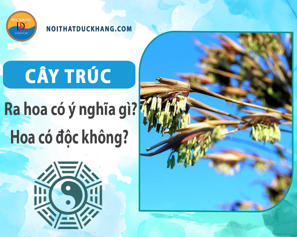 Cây trúc ra hoa có ý nghĩa gì? Hoa có độc không? Cây trúc ra hoa có ý nghĩa gì? Hoa có độc không?