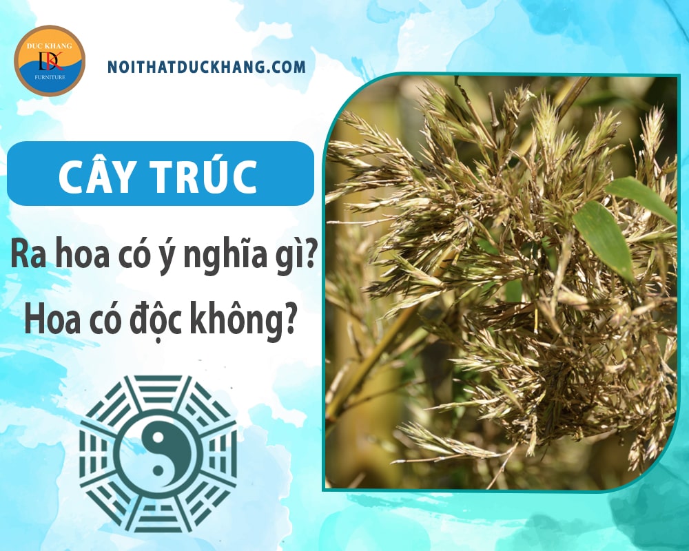 Cây trúc ra hoa có ý nghĩa gì? Hoa có độc không? Cây trúc ra hoa có ý nghĩa gì? Hoa có độc không?