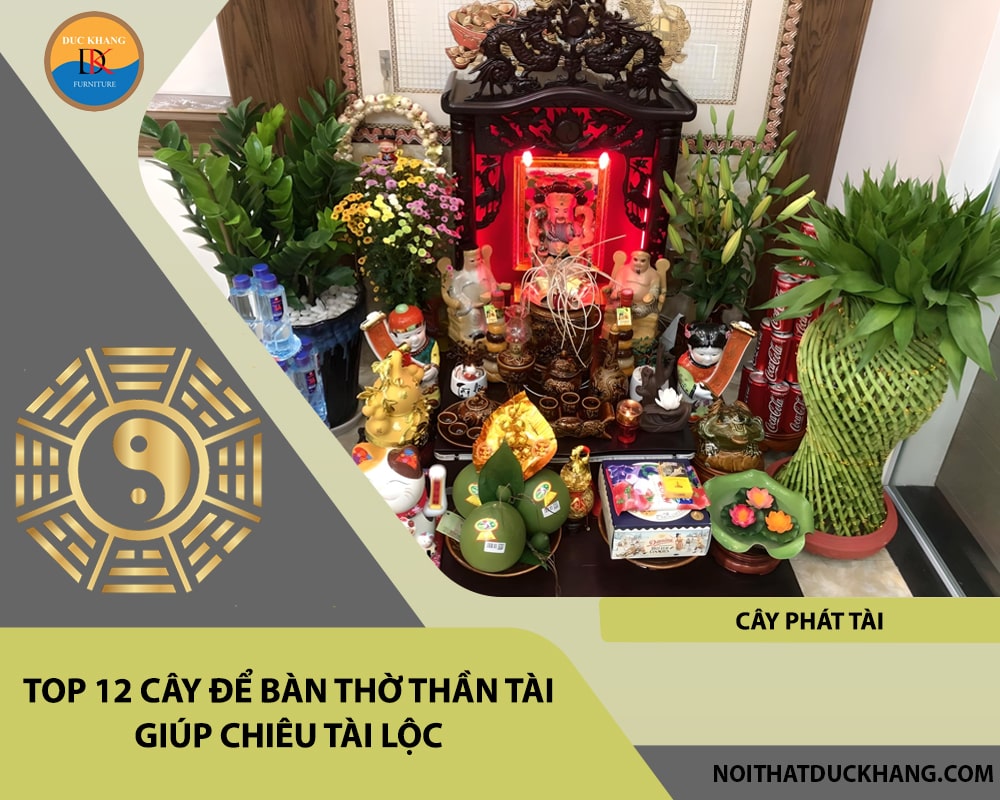 Top 12 cây để bàn thờ thần tài giúp chiêu lộc tài, may mắn - Cây phát tài