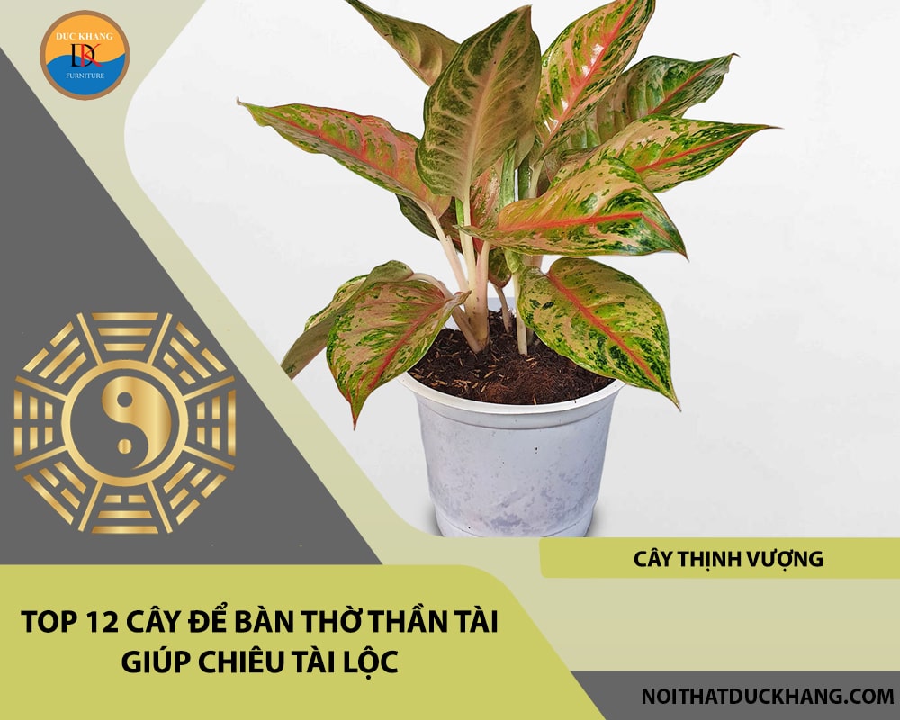 Top 12 cây để bàn thờ thần tài giúp chiêu lộc tài, may mắn - Cây thịnh vượng