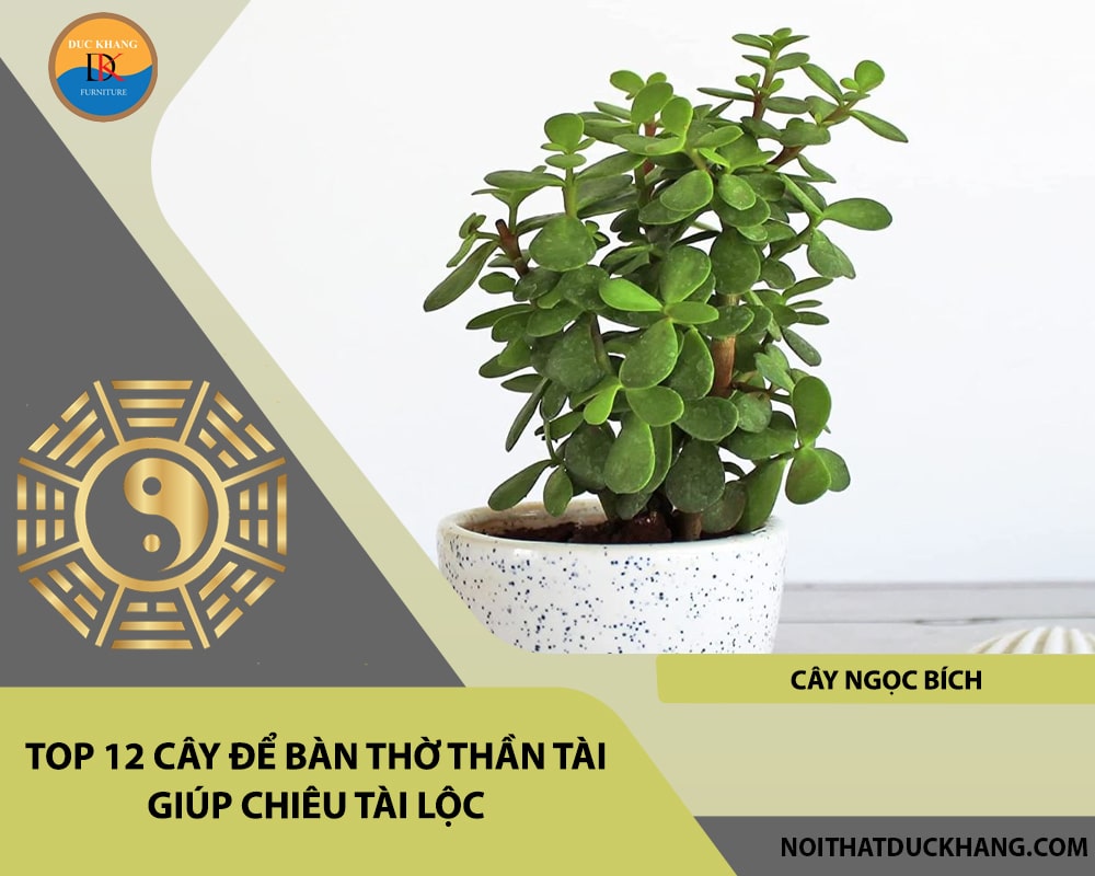 Top 12 cây để bàn thờ thần tài giúp chiêu lộc tài, may mắn - Cây ngọc bích