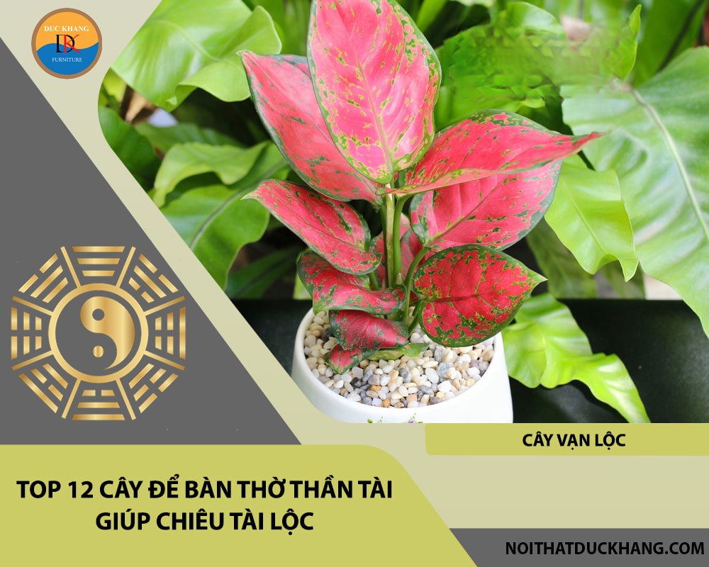 Top 12 cây để bàn thờ thần tài giúp chiêu lộc tài, may mắn - Cây vạn lộc