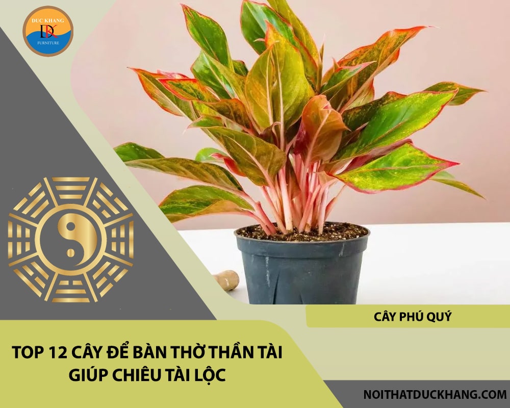Top 12 cây để bàn thờ thần tài giúp chiêu lộc tài, may mắn - Cây phú quý