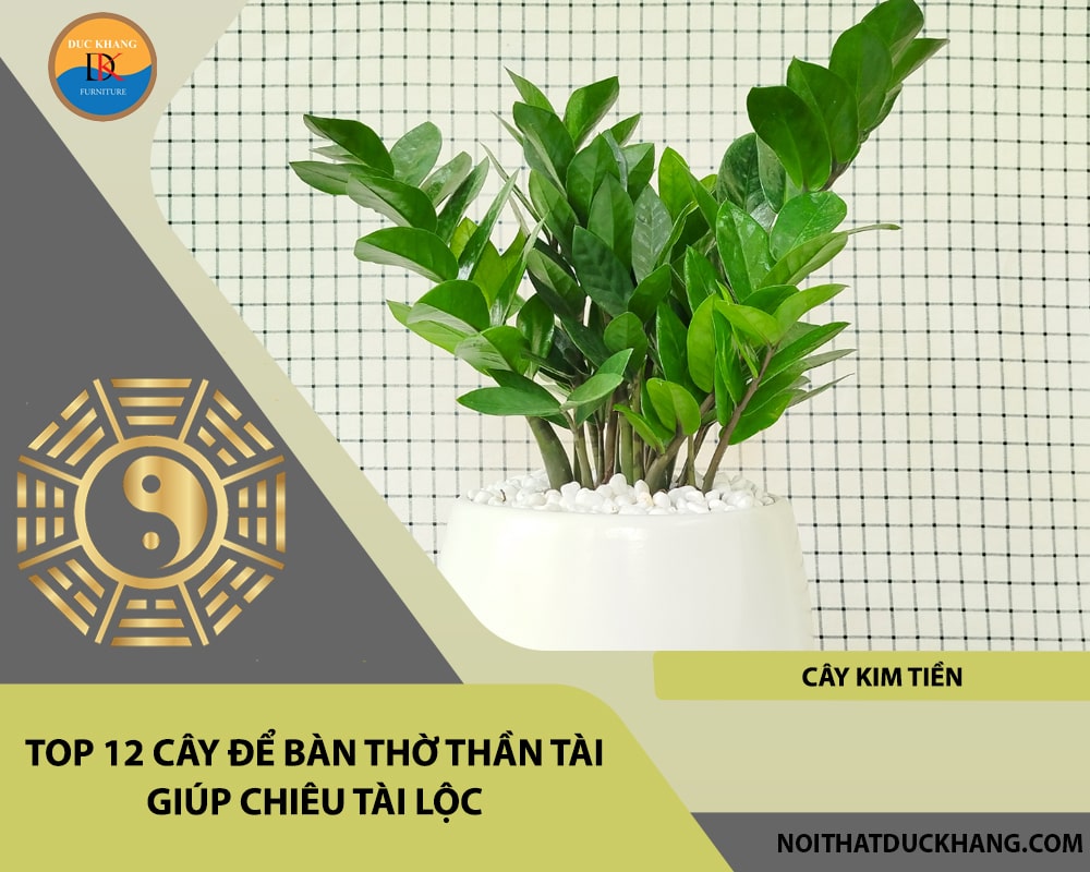 Top 12 cây để bàn thờ thần tài giúp chiêu lộc tài, may mắn - Cây kim tiền