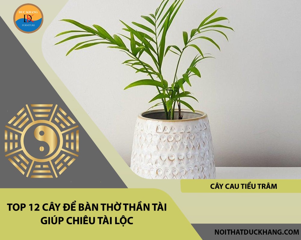 Top 12 cây để bàn thờ thần tài giúp chiêu lộc tài, may mắn - Cây cau tiểu trâm