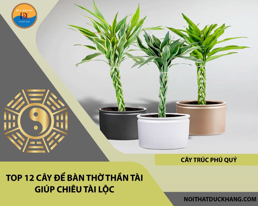 Top 12 cây để bàn thờ thần tài giúp chiêu lộc tài, may mắn - Cây trúc phú quý