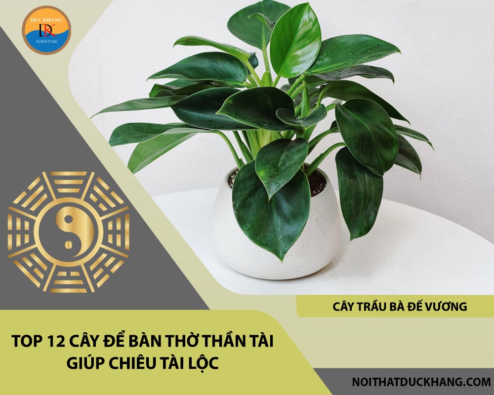 Top 12 cây để bàn thờ thần tài giúp chiêu lộc tài, may mắn - Cây trầu bà đế vương