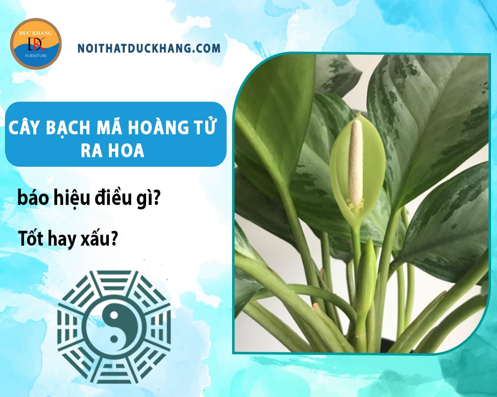 Cây bạch mã hoàng tử ra hoa báo hiệu điều gì? Tốt hay xấu? Cây bạch mã hoàng tử ra hoa báo hiệu điều gì? Tốt hay xấu?