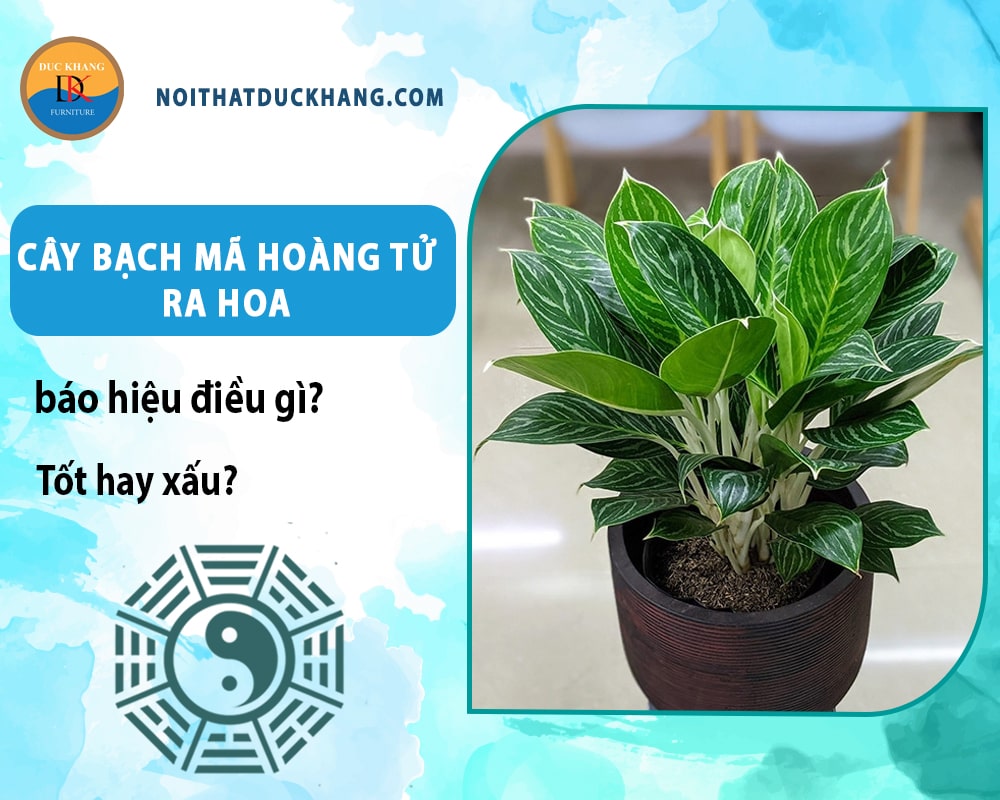Cây bạch mã hoàng tử ra hoa báo hiệu điều gì? Tốt hay xấu? Cây bạch mã hoàng tử ra hoa báo hiệu điều gì? Tốt hay xấu?
