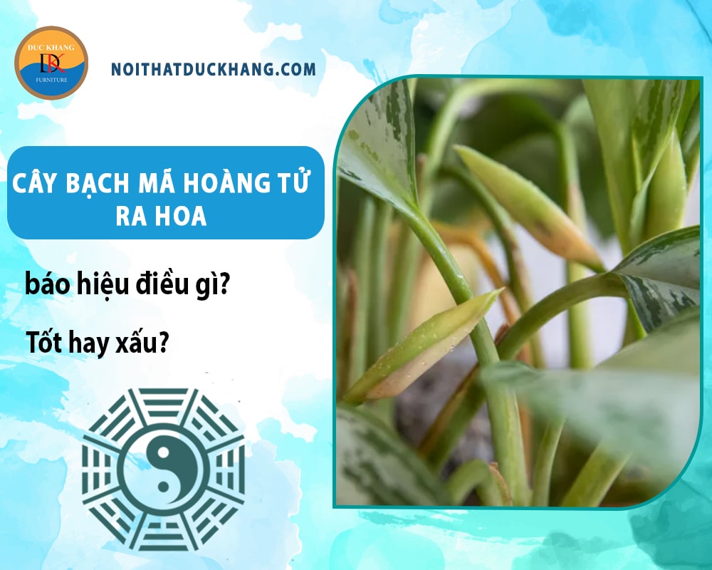 Cây bạch mã hoàng tử ra hoa báo hiệu điều gì? Tốt hay xấu? Cây bạch mã hoàng tử ra hoa báo hiệu điều gì? Tốt hay xấu?