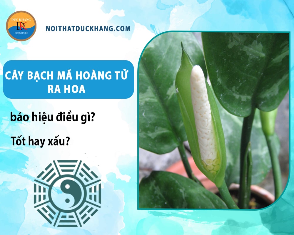 Cây bạch mã hoàng tử ra hoa báo hiệu điều gì? Tốt hay xấu? Cây bạch mã hoàng tử ra hoa báo hiệu điều gì? Tốt hay xấu?