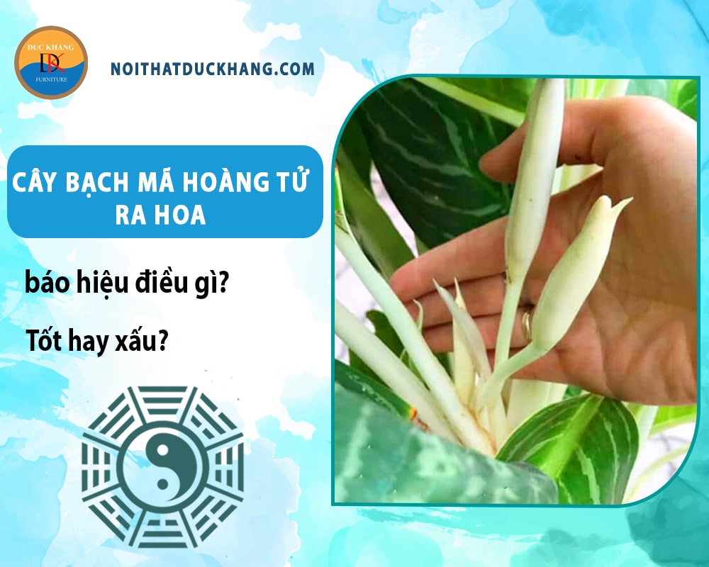 Cây bạch mã hoàng tử ra hoa báo hiệu điều gì? Tốt hay xấu? Cây bạch mã hoàng tử ra hoa báo hiệu điều gì? Tốt hay xấu?