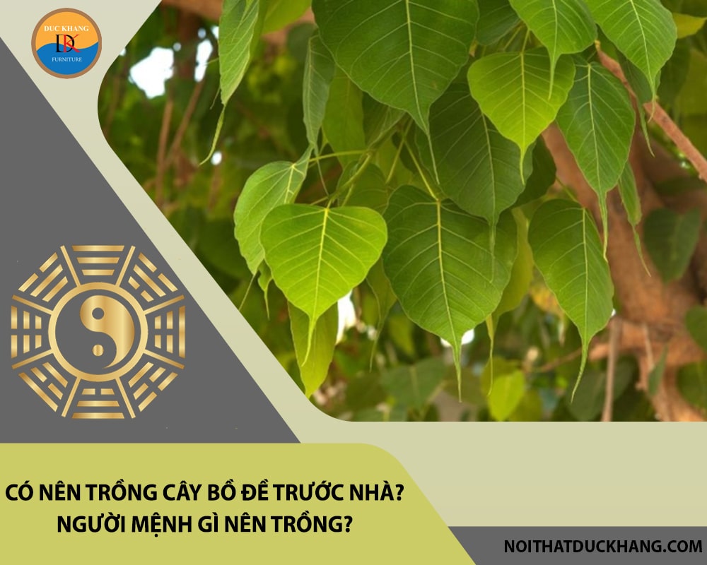 Có nên trồng cây bồ đề trước nhà? Người mệnh gì nên trồng?