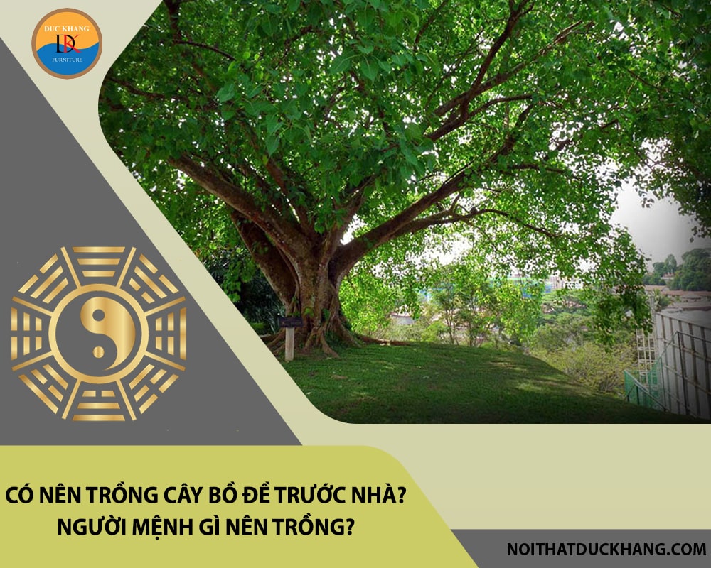 Có nên trồng cây bồ đề trước nhà? Người mệnh gì nên trồng?