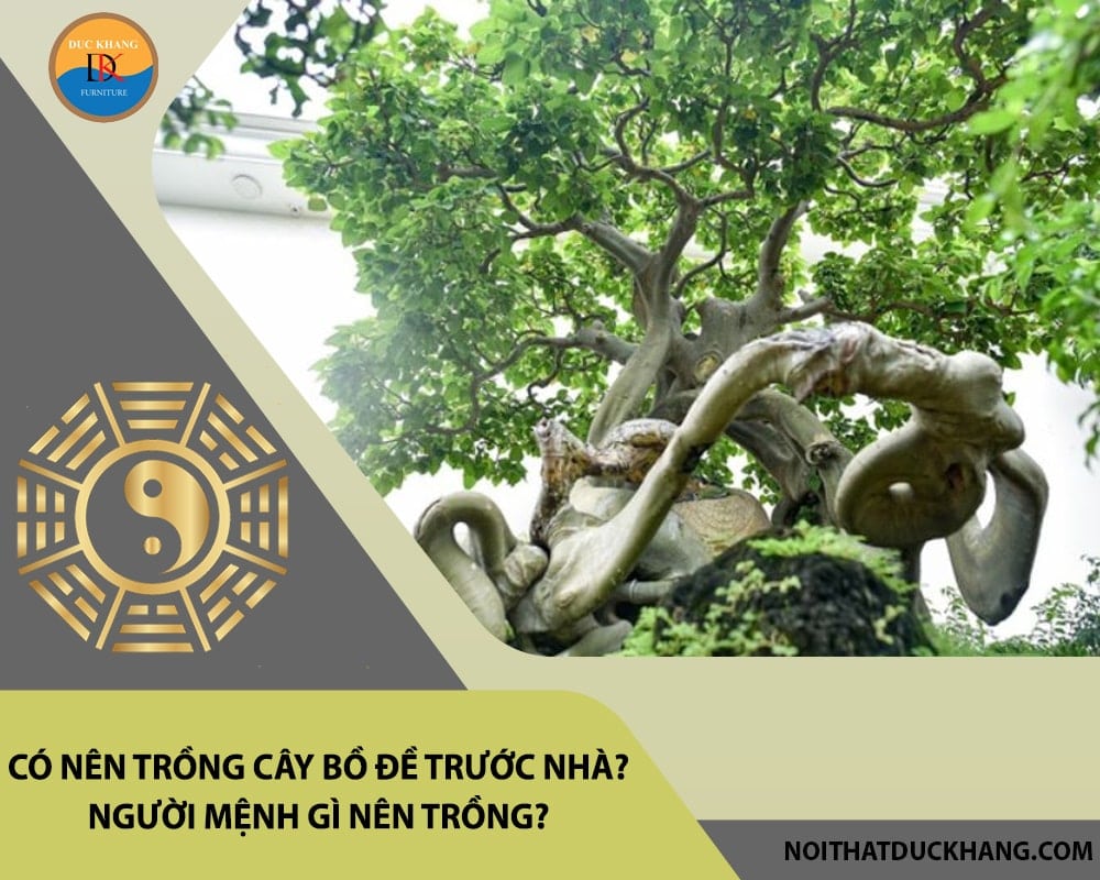 Có nên trồng cây bồ đề trước nhà? Người mệnh gì nên trồng?