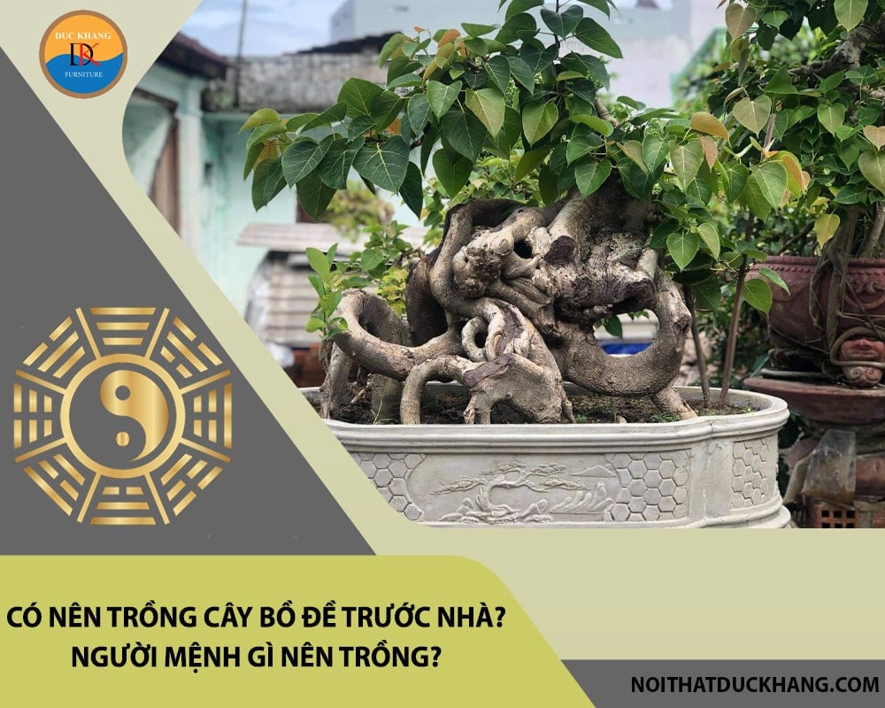 Có nên trồng cây bồ đề trước nhà? Người mệnh gì nên trồng?