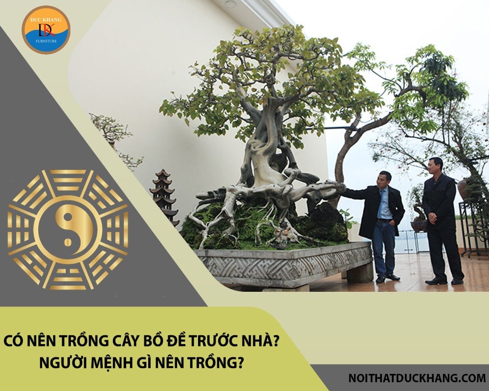 Có nên trồng cây bồ đề trước nhà? Người mệnh gì nên trồng?