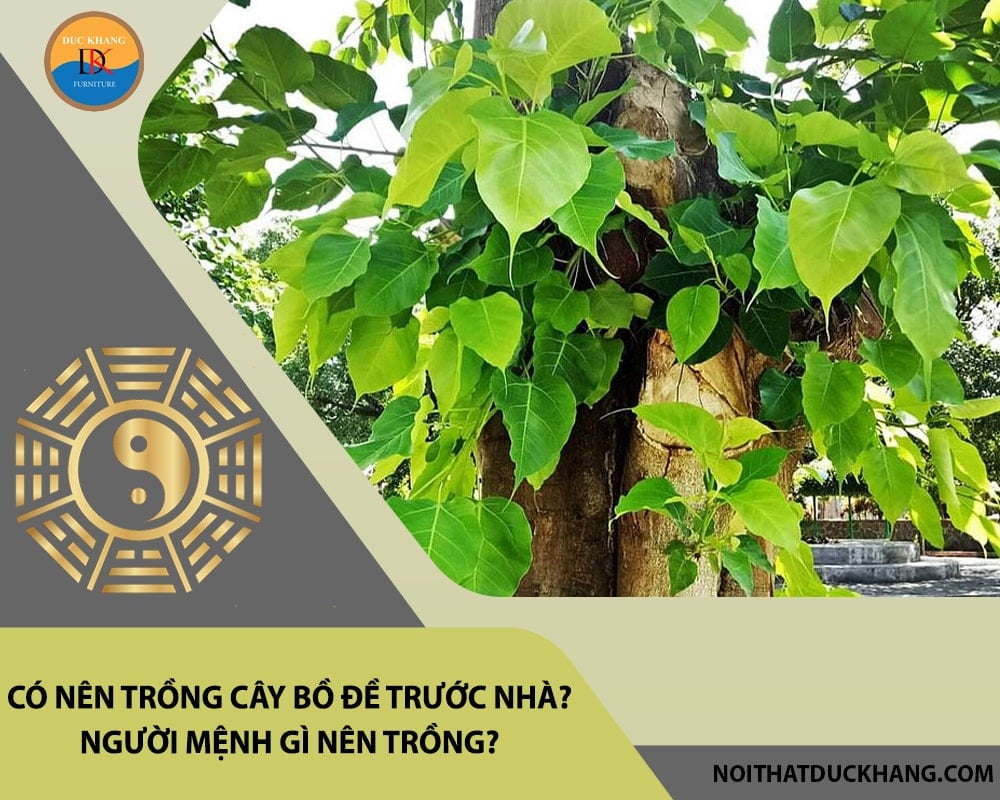 Có nên trồng cây bồ đề trước nhà? Người mệnh gì nên trồng?
