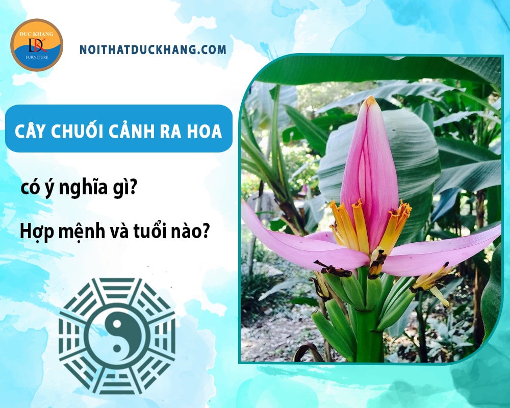 Cây chuối cảnh ra hoa có ý nghĩa gì? Hợp mệnh và tuổi nào?