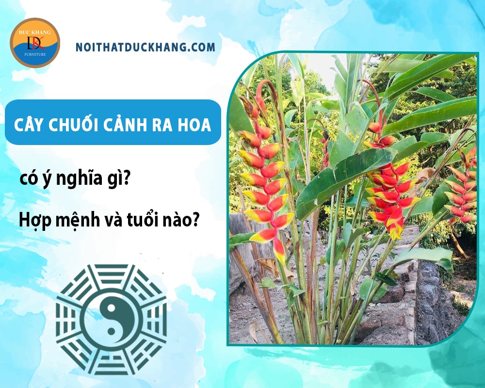 Cây chuối cảnh ra hoa có ý nghĩa gì? Hợp mệnh và tuổi nào? Cây chuối cảnh ra hoa có ý nghĩa gì? Hợp mệnh và tuổi nào?