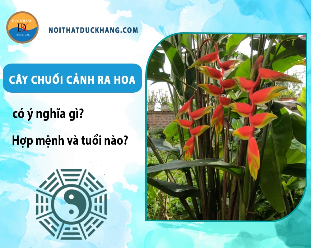 Cây chuối cảnh ra hoa có ý nghĩa gì? Hợp mệnh và tuổi nào? Cây chuối cảnh ra hoa có ý nghĩa gì? Hợp mệnh và tuổi nào?