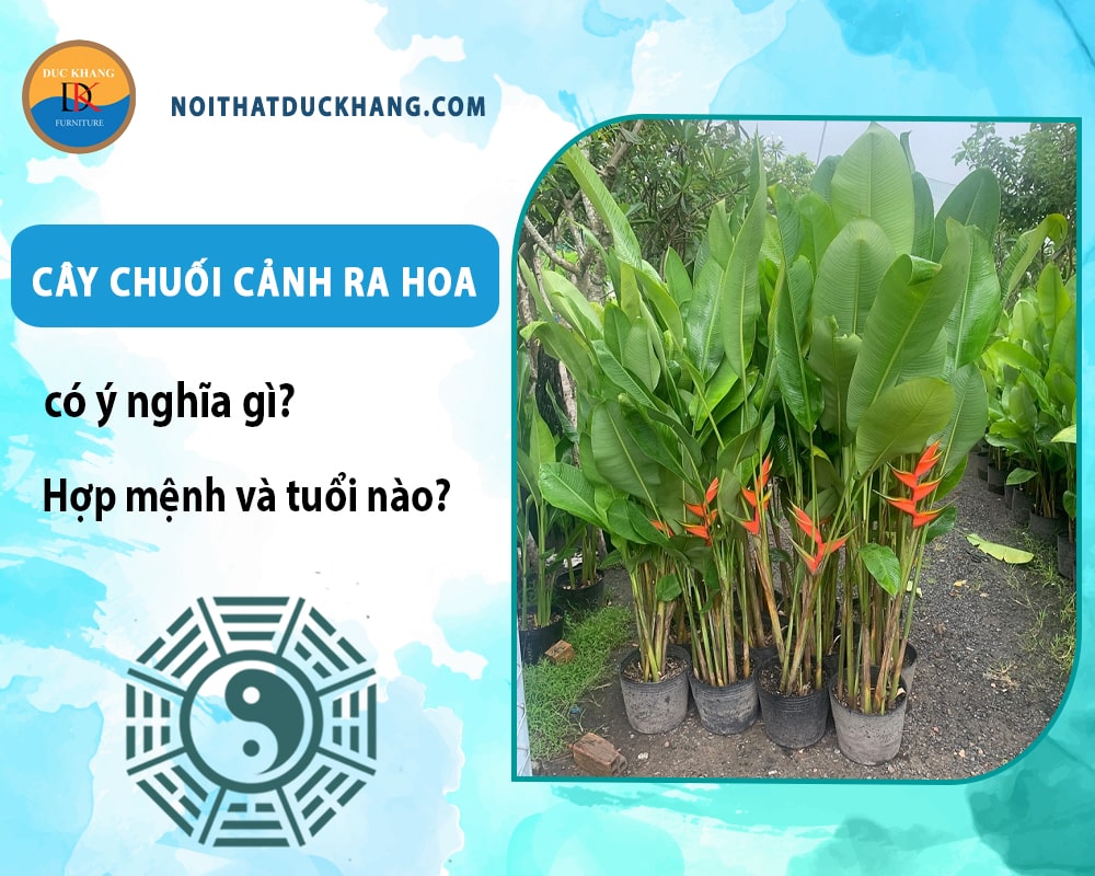 Cây chuối cảnh ra hoa có ý nghĩa gì? Hợp mệnh và tuổi nào? Cây chuối cảnh ra hoa có ý nghĩa gì? Hợp mệnh và tuổi nào?
